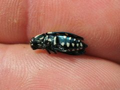 Buprestis octoguttata