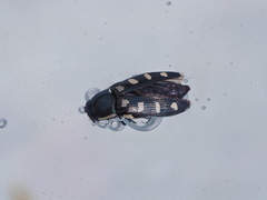 Buprestis octoguttata