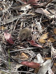 Antechinus stuartii