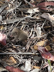 Antechinus stuartii
