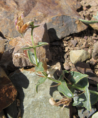 Penstemon montanus montanus