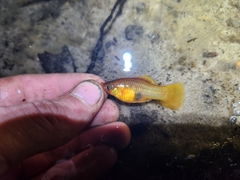 Xiphophorus variatus