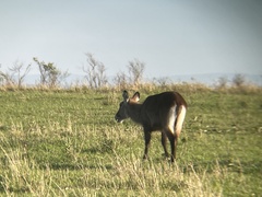 Kobus ellipsiprymnus defassa