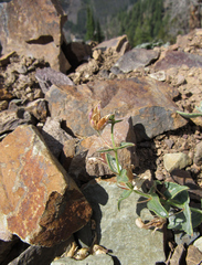 Penstemon montanus montanus