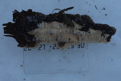 Heterobasidion parviporum