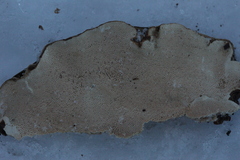 Heterobasidion parviporum