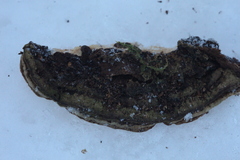 Heterobasidion parviporum