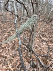 Usnea subfloridana