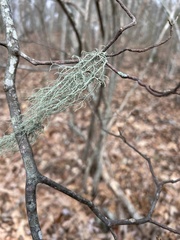 Usnea subfloridana