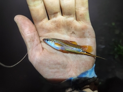 Xiphophorus hellerii