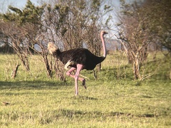 Struthio camelus massaicus