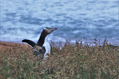 Megadyptes antipodes