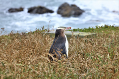 Megadyptes antipodes