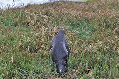 Megadyptes antipodes