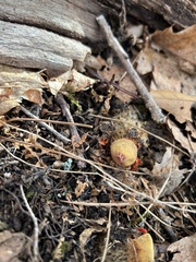 Calostoma