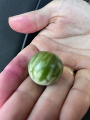 Solanum prinophyllum