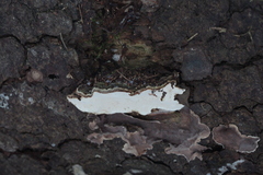 Heterobasidion parviporum