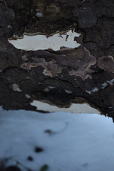 Heterobasidion parviporum