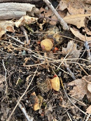 Calostoma
