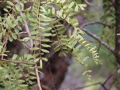 Sophora tetraptera