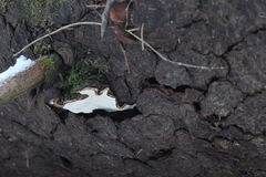 Heterobasidion parviporum