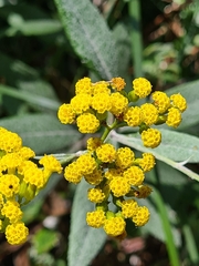 Senecio hypoleucus