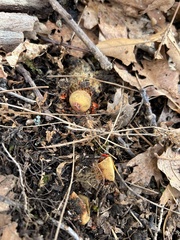 Calostoma