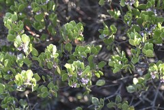 Arctostaphylos hookeri hookeri