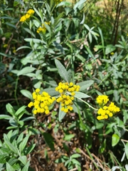 Senecio hypoleucus