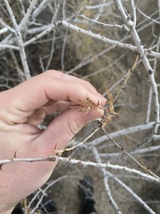Tanaostigmodes howardii