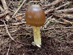 Amanita similis