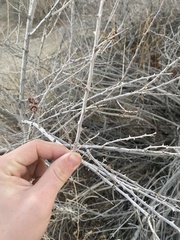 Tanaostigmodes howardii