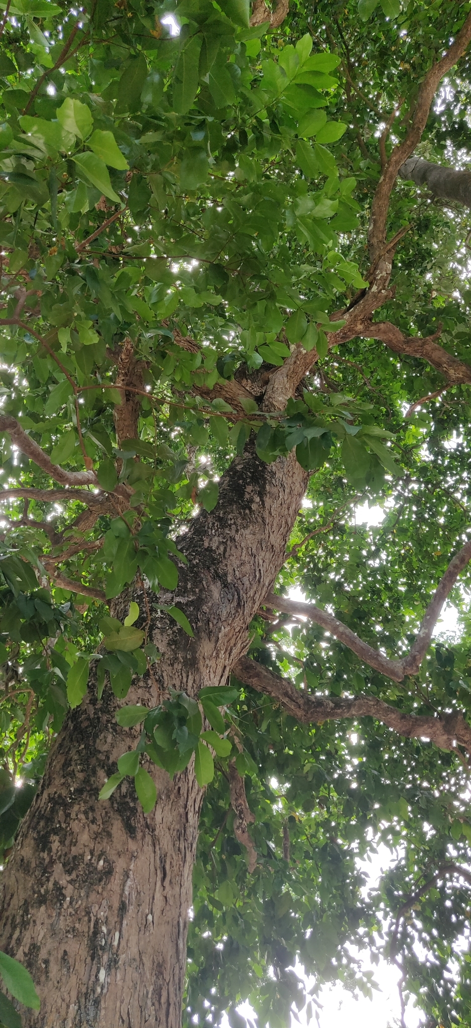 Foto de Syzygium aqueum (Burm.fil.) Alston