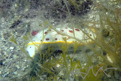 Goniobranchus splendidus