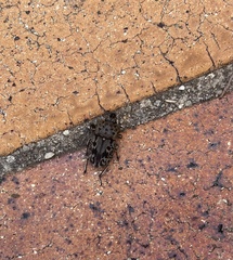 Ryssonotus nebulosus