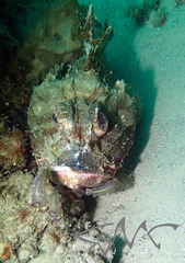 Scorpaena jacksoniensis