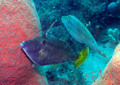 Meuschenia trachylepis