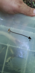 Rhizomarasmius pyrrhocephalus image