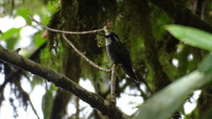 Lampornis castaneoventris