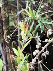 Leptospermum lanigerum