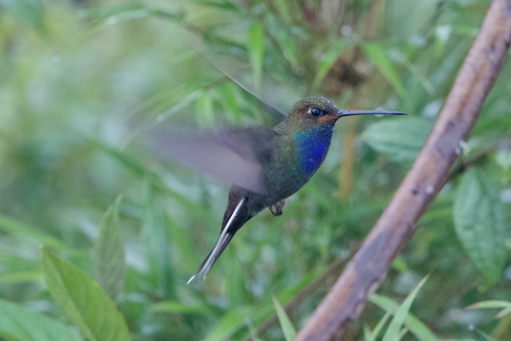 Rufous-gaped Hillstar photo