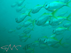 Schuettea scalaripinnis