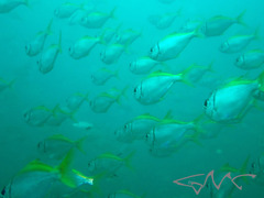 Schuettea scalaripinnis