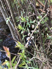 Leptospermum lanigerum