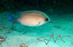 Mecaenichthys immaculatus