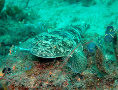 Platycephalus fuscus