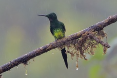 Heliodoxa imperatrix