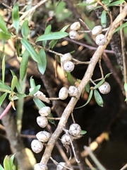 Leptospermum lanigerum
