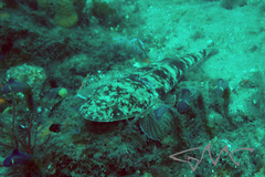 Platycephalus fuscus