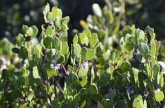 Arctostaphylos hookeri hookeri